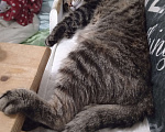 Кошки в Санкт-Петербурге: Отдам в добрые руки кошечку Девочка, Бесплатно - фото 3