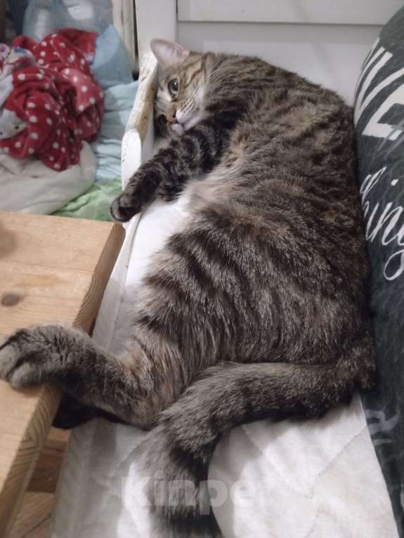 Кошки в Санкт-Петербурге: Отдам в добрые руки кошечку Девочка, Бесплатно - фото 3