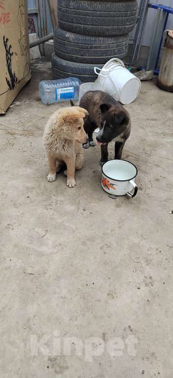 Собаки в других городах Ростовской области: Щенки в добрые руки Мальчик, Бесплатно - фото 7