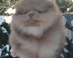 Собаки в Санкт-Петербурге: Шпиц мальчик Мальчик, 50 000 руб. - фото 2