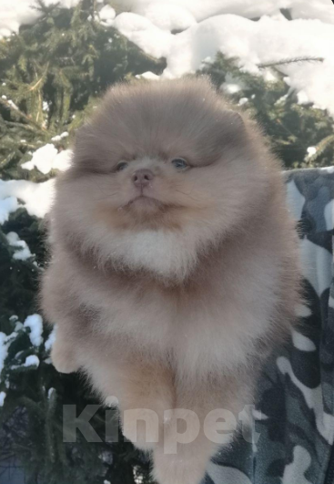 Собаки в Санкт-Петербурге: Шпиц мальчик Мальчик, 50 000 руб. - фото 2