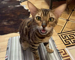 Кошки в Москве: Бенгальская кошка N24 Девочка, 6 000 руб. - фото 1