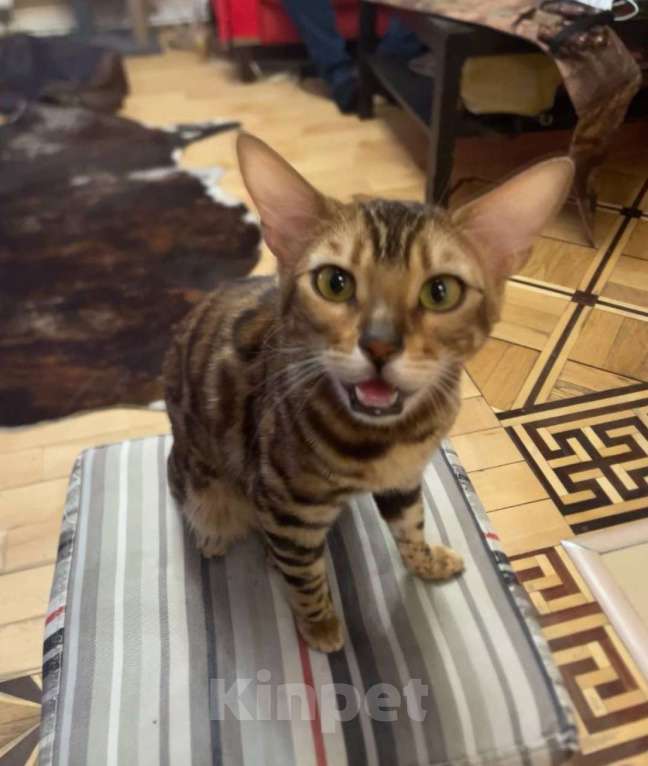 Кошки в Москве: Бенгальская кошка N24 Девочка, 6 000 руб. - фото 1