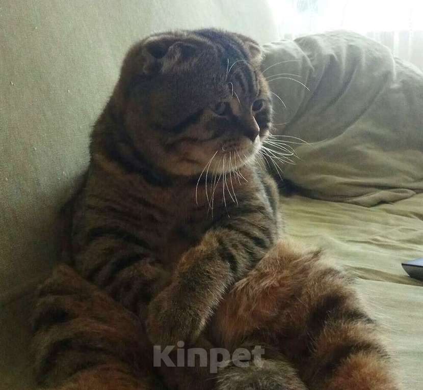 Кошки в Москве: Шотландский котик Марсик в дар Мальчик, Бесплатно - фото 3