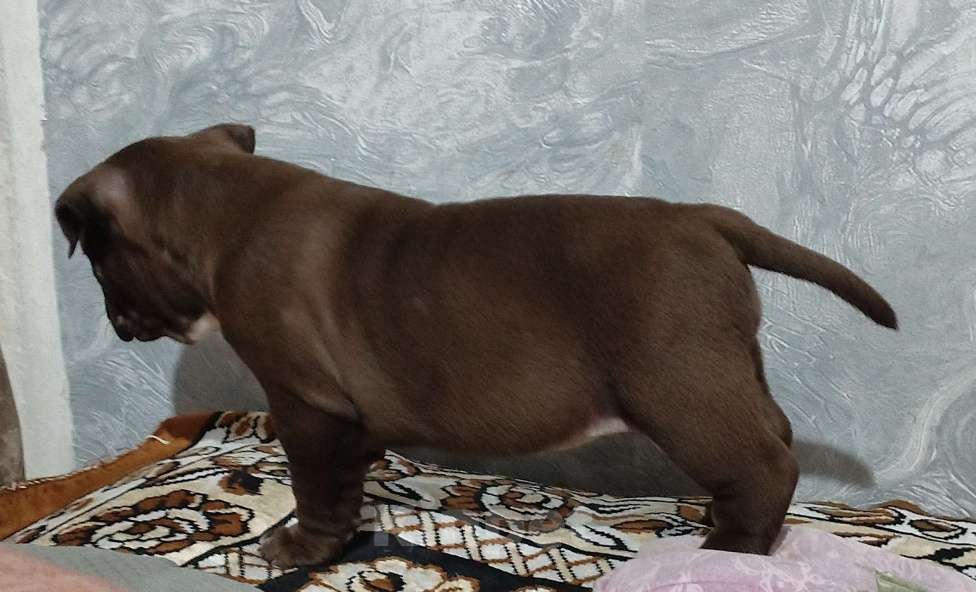 Собаки в других городах Ростовской области: Американский булли  Девочка, 90 000 руб. - фото 3