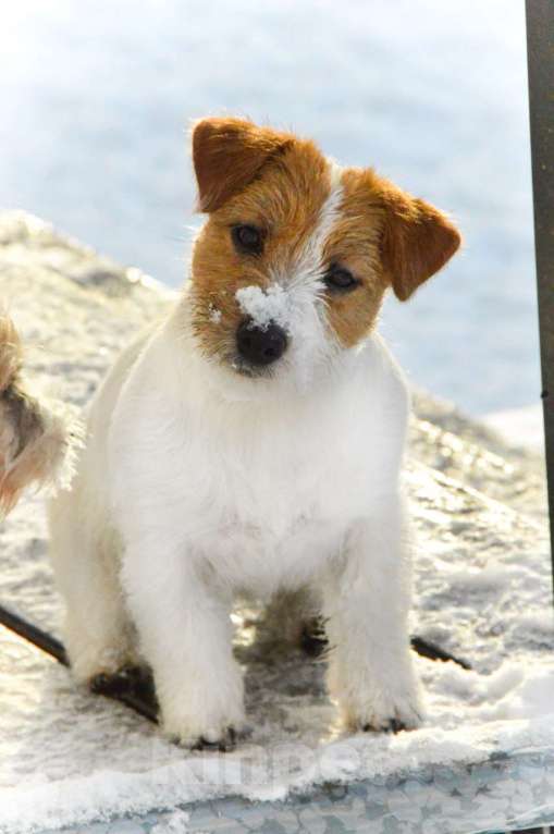 Собаки в Москве: Миниатюрная девочка Джек Рассел терьера  Девочка, 45 000 руб. - фото 2