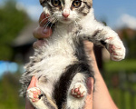 Кошки в Видном: Котёнок девочка ищет дом Девочка, Бесплатно - фото 2