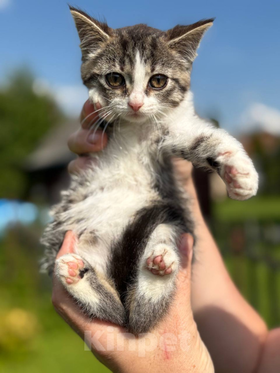 Кошки в Видном: Котёнок девочка ищет дом Девочка, Бесплатно - фото 2