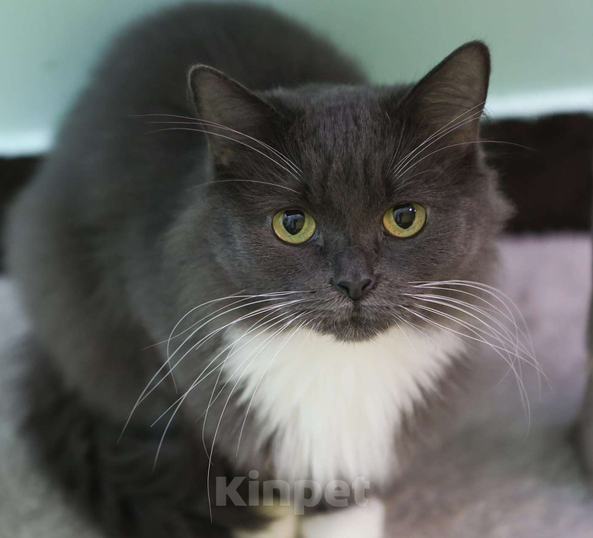 Кошки в Москве: Ты будешь моей мамой? Девочка, Бесплатно - фото 6