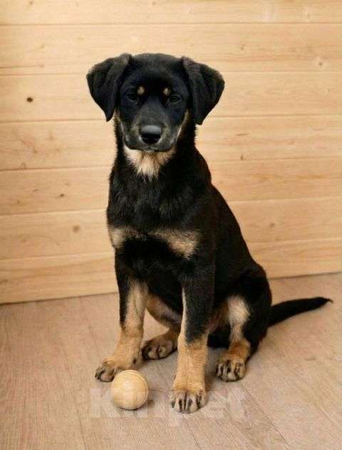 Собаки в Москве: Красавица Каштанка, ласковый щенок-подросток ищет дом Девочка, Бесплатно - фото 3