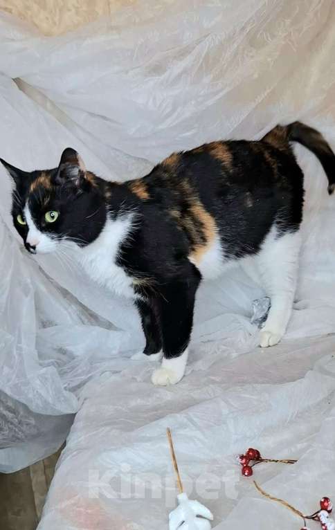 Кошки в Москве: Трехцветная кошка в добрые руки  Девочка, Бесплатно - фото 3