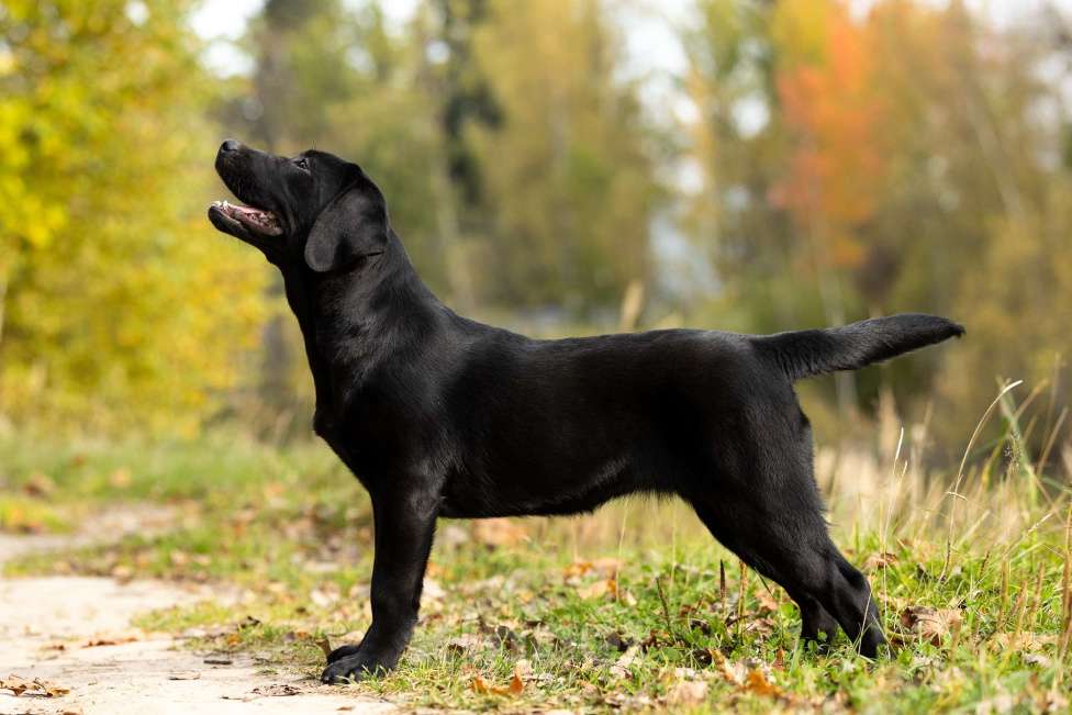 Собаки в других городах Московской области: Черный щенок лабрадора Девочка, 50 000 руб. - фото 3