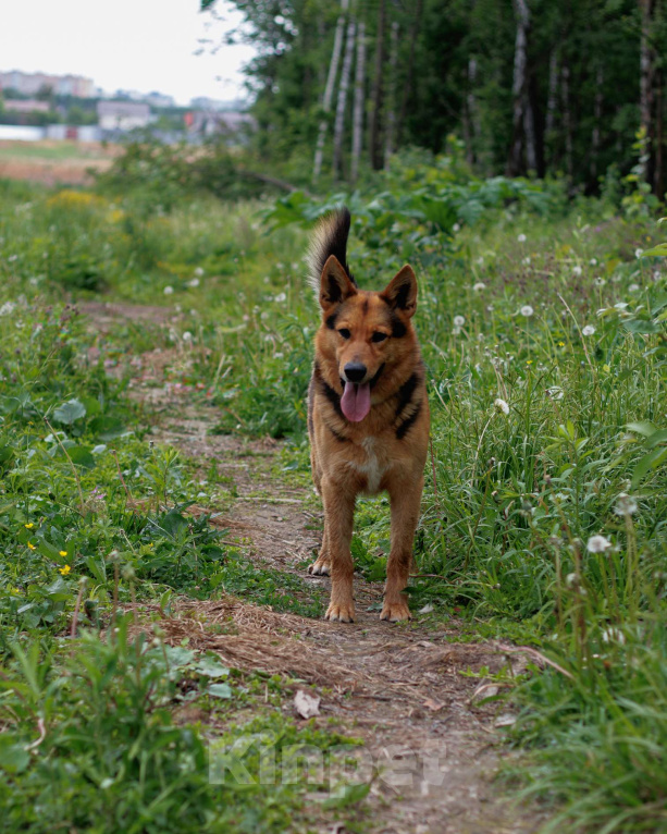 Собаки в других городах Московской области: Шелдон Мальчик, Бесплатно - фото 3