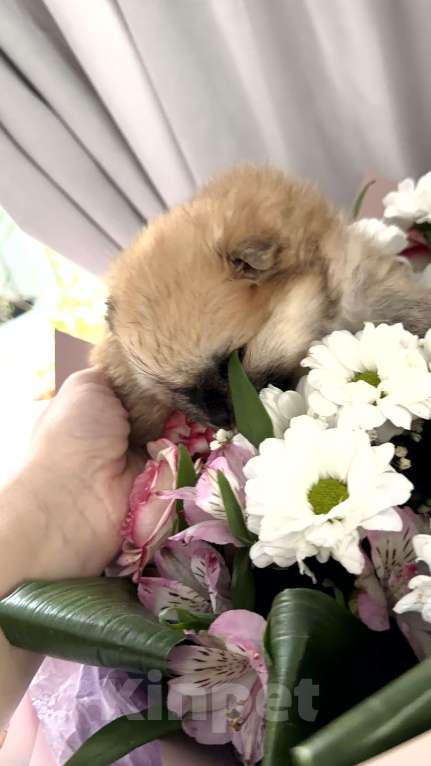 Собаки в Красноярске: Померанский шпиц девочка 1 Девочка, 60 000 руб. - фото 3