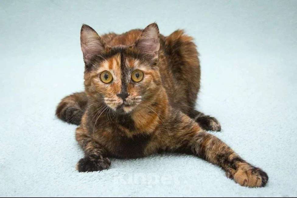 Кошки в Москве: Карамелька - кошка-химера с двумя ликами счастья Девочка, Бесплатно - фото 1