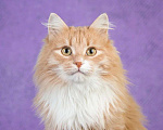Кошки в Москве: Пушистый рыжий кот Ханни в добрые руки Мальчик, 1 руб. - фото 5