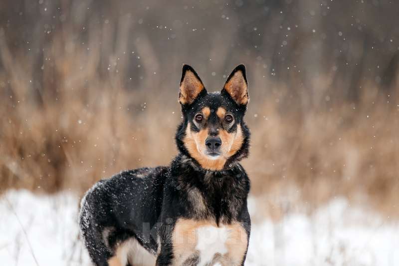 Собаки в Москве: Нежная и ласковая Дора с человеческим взглядом ищет дом Девочка, 1 руб. - фото 10
