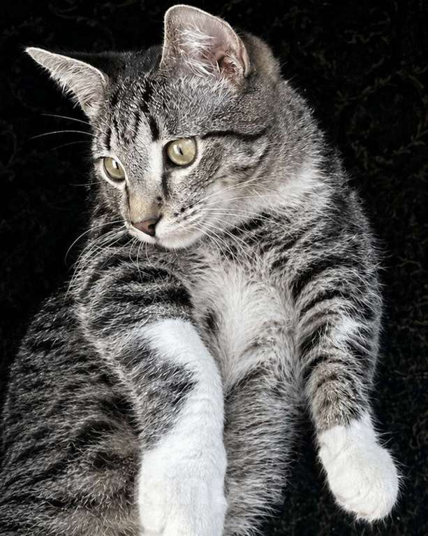 Кошки в Москве: Потерялся кот-подросток Мальчик, Бесплатно - фото 1