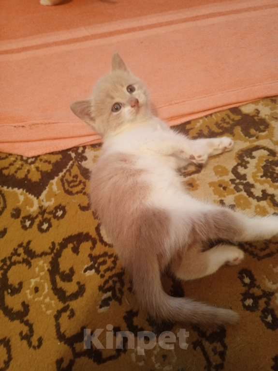 Кошки в Краснодаре: Котёнок в добрые руки Девочка, Бесплатно - фото 10