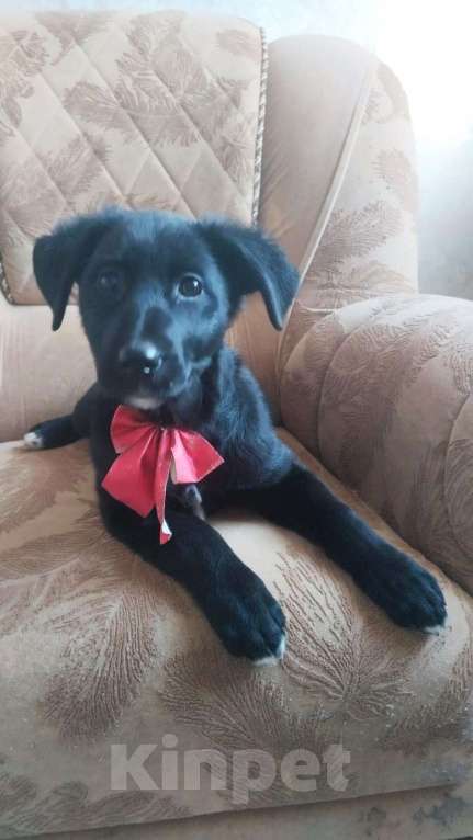 Собаки в Санкт-Петербурге: Чудесный умный щенок ищет дом Девочка, Бесплатно - фото 9