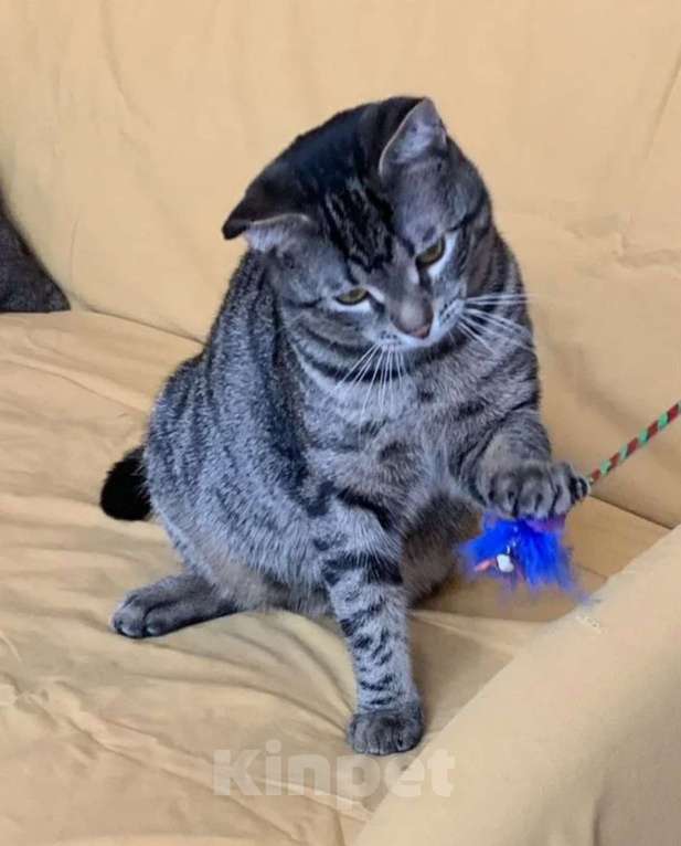Кошки в Москве: Полосатый котик - юный мачо! Мальчик, Бесплатно - фото 5