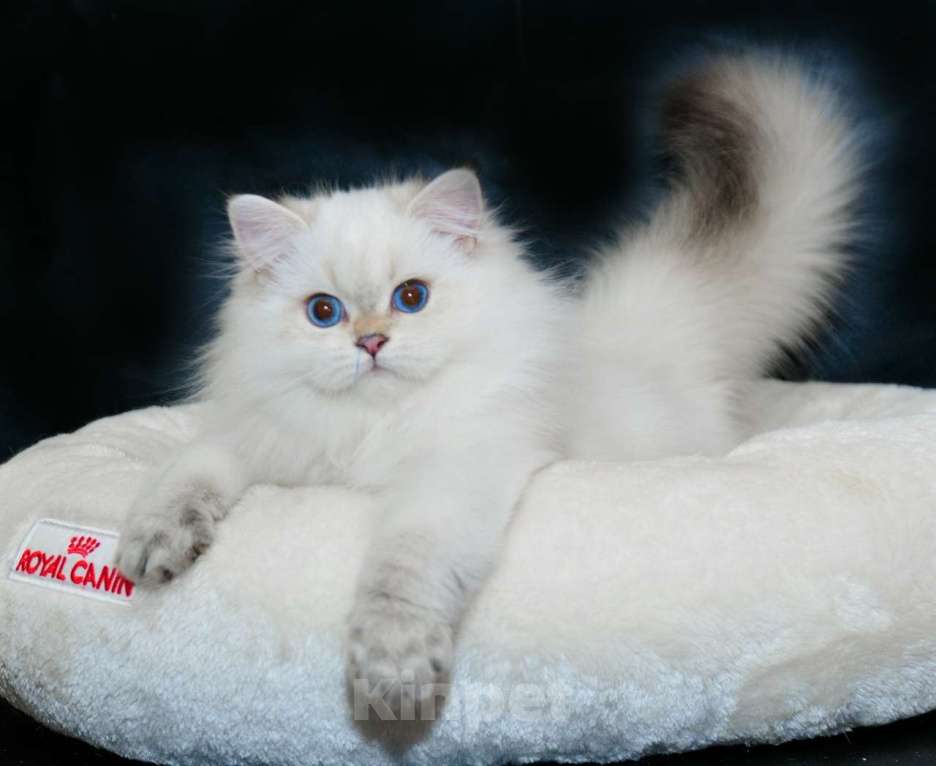 Кошки в Рыбинске: Британский длинношерстный мальчик 3 мес Мальчик, 30 000 руб. - фото 1