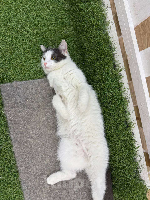 Кошки в Москве: Кошка Милка ищет дом! Девочка, Бесплатно - фото 4