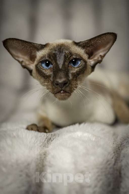 Кошки в Санкт-Петербурге: Сиамские Ориентальные Высокопородные котята Мальчик, 110 000 руб. - фото 8