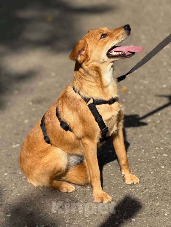 Собаки в Москве: Щенок Миранда  Девочка, Бесплатно - фото 3