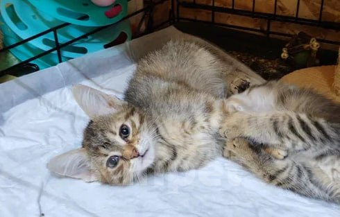 Кошки в Москве: Котенок-девочка  в добрые руки Девочка, Бесплатно - фото 3
