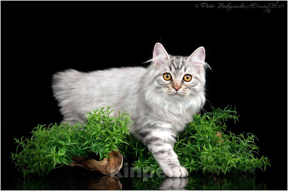 Кошки в Краснодаре: Очаровательный малыш курильского бобтейла Мальчик, 25 000 руб. - фото 3