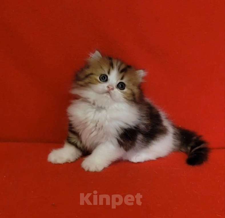 Кошки в Москве: Кошечка хайленд мрамор на золоте биколор Девочка, 25 000 руб. - фото 9