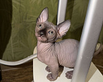 Кошки в Москве: Бамбино канадский сфинкс Разнополые, 25 000 руб. - фото 4