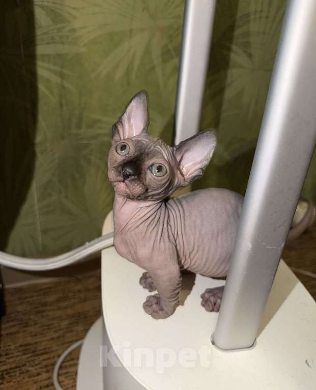 Кошки в Москве: Бамбино канадский сфинкс Разнополые, 25 000 руб. - фото 4