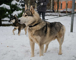 Собаки в Санкт-Петербурге: Красавец хаски Форест из приюта Мальчик, Бесплатно - фото 4