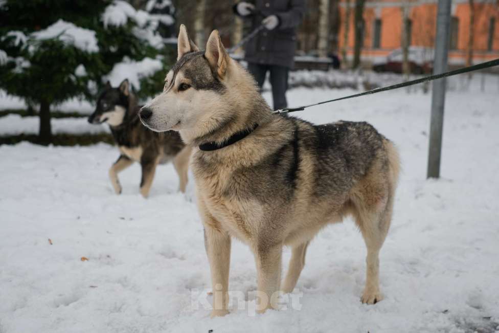 Собаки в Санкт-Петербурге: Красавец хаски Форест из приюта Мальчик, Бесплатно - фото 4
