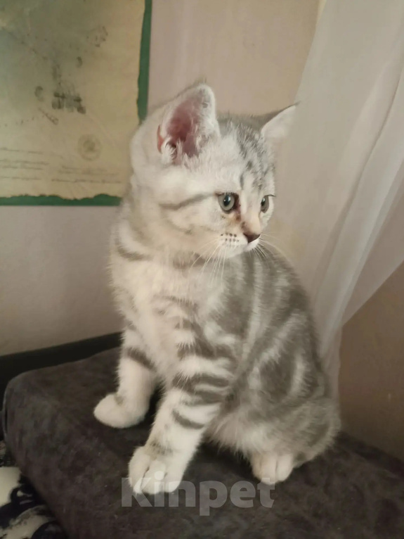 Кошки в Москве: Британский котёнок Девочка, 3 000 руб. - фото 7