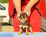 Собаки в Тольятти: чихуахуа Мальчик, 30 000 руб. - фото 1