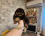 Собаки в Москве: Курносый мини мальчик померанского шпица питомник Ркф Мальчик, Бесплатно - фото 1
