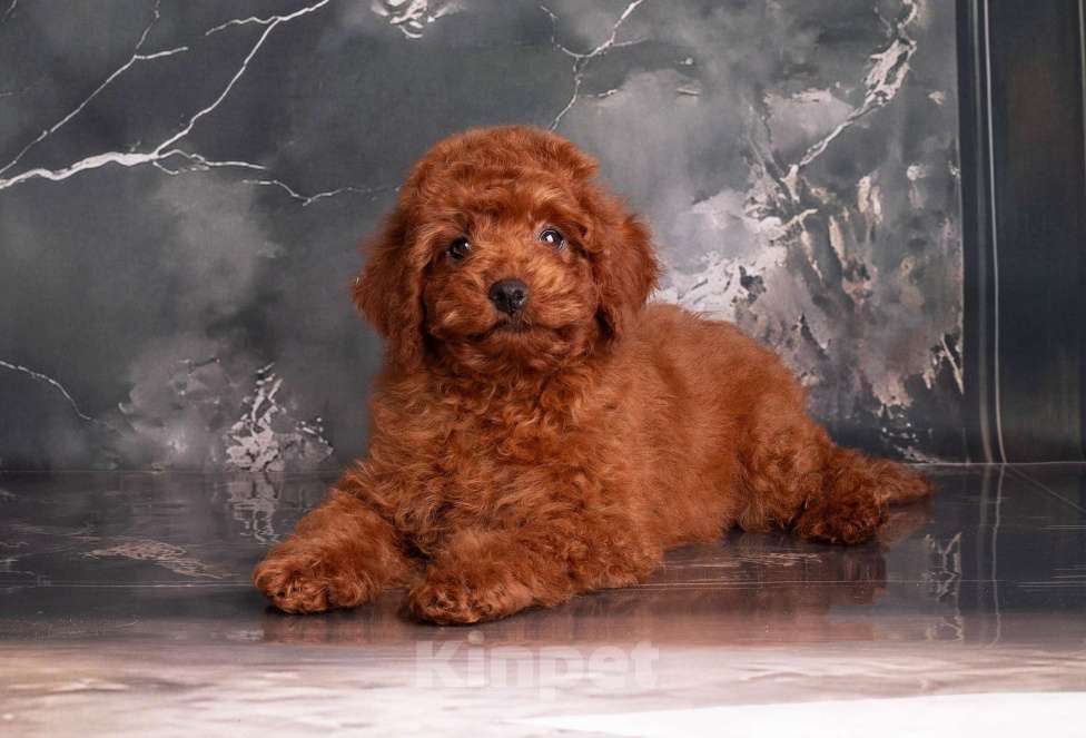 Собаки в Перми: Солнышки Разнополые, Бесплатно - фото 4