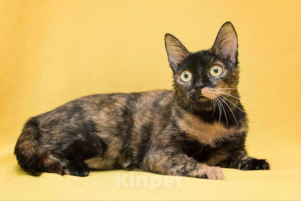 Кошки в Москве: Черепаховая кошечка Лола ищет дом Девочка, Бесплатно - фото 2