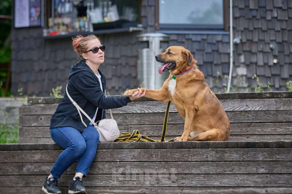 Собаки в других городах Московской области: Тайф - большой ребёнок  Мальчик, 1 руб. - фото 3