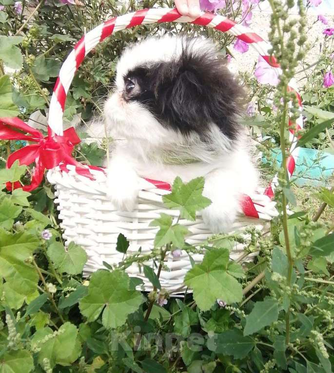 Собаки в Чите: Японский хин, маленький самурай Мальчик, 35 000 руб. - фото 2