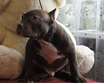 Собаки в Осташкове: Мальчик американский булли  шоколадного окраса Мальчик, 60 000 руб. - фото 2