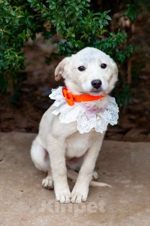 Собаки в Москве: Собака в добрые руки Девочка, Бесплатно - фото 1