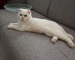 Кошки в Вологде: Вязка кот шотландец, 2 500 руб. - фото 3
