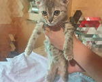 Кошки в Малоархангельске: Котята, Бесплатно - фото 4