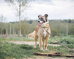 Собаки в Клине: Осторожная Айра Девочка, Бесплатно - фото 4