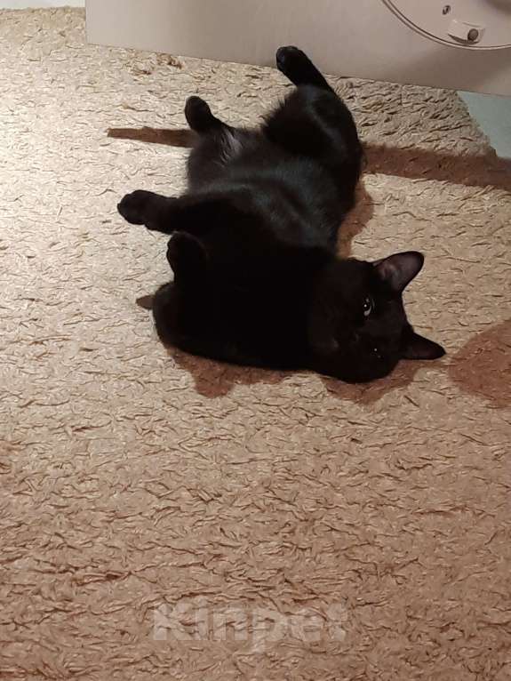 Кошки в Красногорске: В добрые руки Мальчик, Бесплатно - фото 5