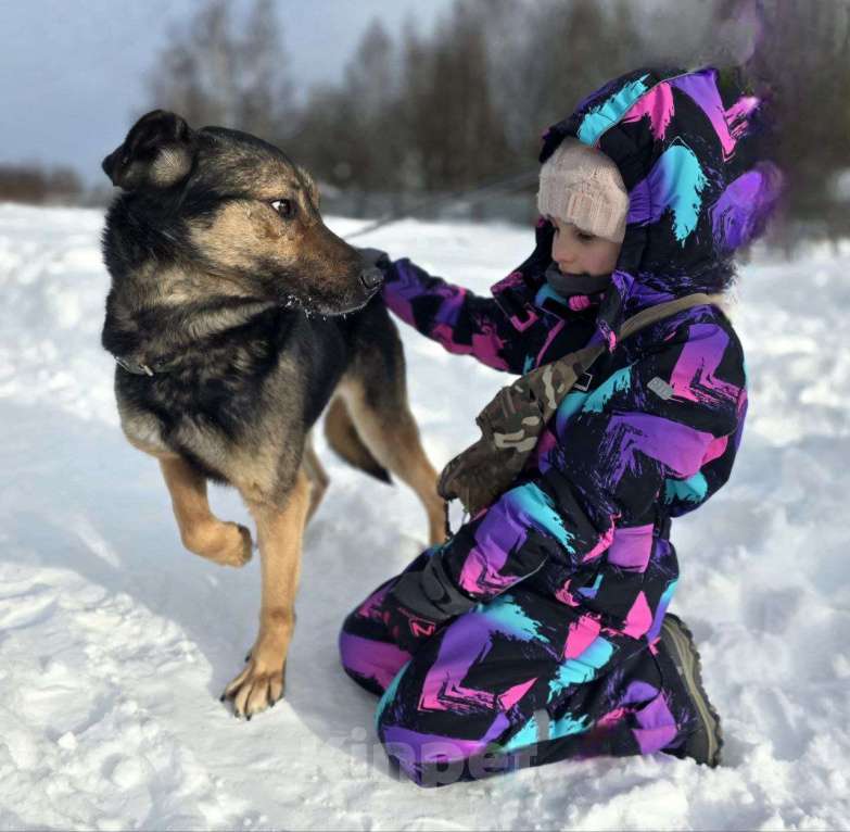 Собаки в Королеве: Малышка Кафа ищет дом и любящуюсемью Девочка, Бесплатно - фото 7